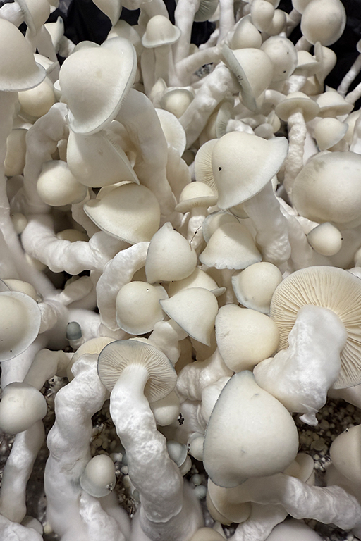 Mushroom