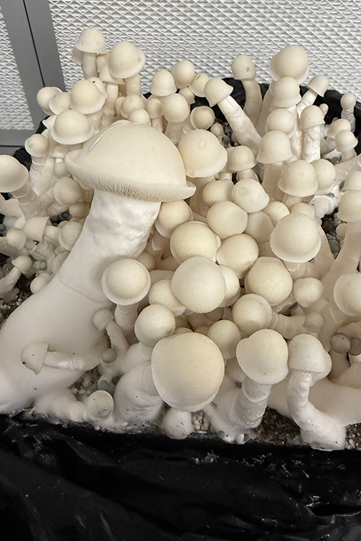 Mushroom