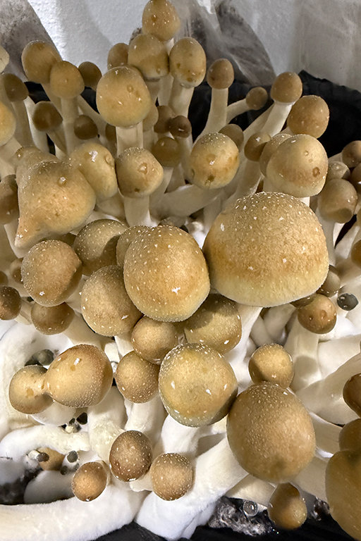 Mushroom