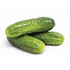 Cucumber Growers