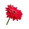 Gerbera