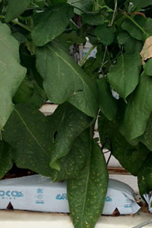 COCO COIR GROW BAG 300 gallery image 2