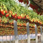 The Best Choice for Growing Strawberries in Coco Coir - RIOCOCO