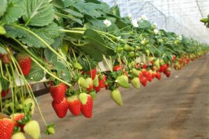 Find the 100% organic strawberry growing media of grow planks using only coco coir substrate
