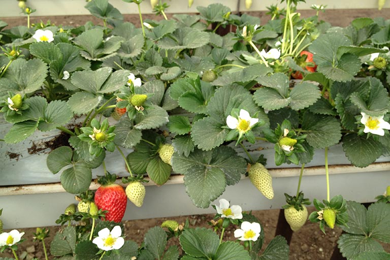 Find the 100% organic strawberry growing media of grow bags using coco coir substrate