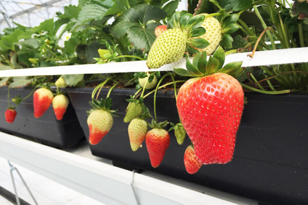 Order grow planks and sacs from RIOCOCO as highly effective medium for growing strawberries in coco coir