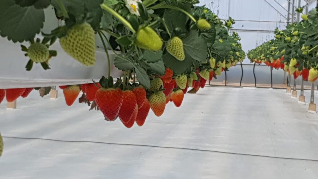 Choose RIOCOCO for growing strawberries in coco coir