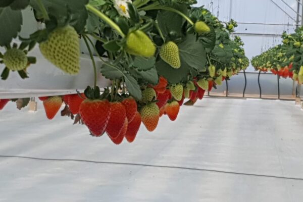 Choose RIOCOCO for growing strawberries in coco coir
