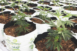 The portable coco fiber plant growing bags from RIOCOCO offers anti-fungal qualities