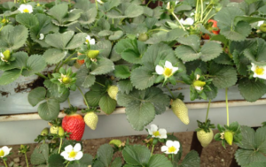 Buy the 100% natural strawberry growbags as an effective growth medium from