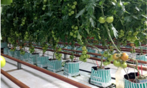 Green Starter Bags provide ideal substrate properties for Hydroponics plantation from Riococo. Source