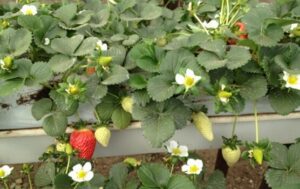 Find the 100% organic and biodegradable growing bags for strawberries as the most sustainable and highly effective growth medium from RIOCOCO