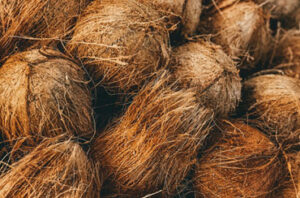 coconut coir substrate