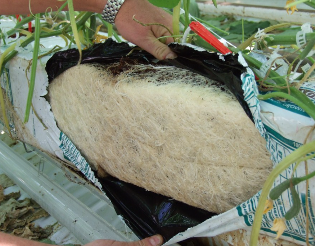 Buy Quality Coconut Fiber Hydroponics Only at Riococo