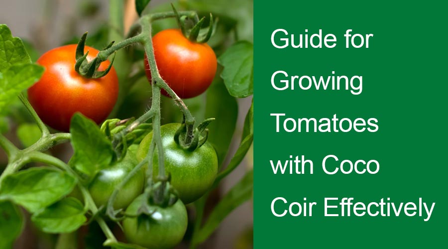 Guide for Growing Tomatoes with Coco Coir Effectively